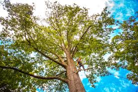 Best Seasonal Cleanup (Spring/Fall)  in Wahese, NC